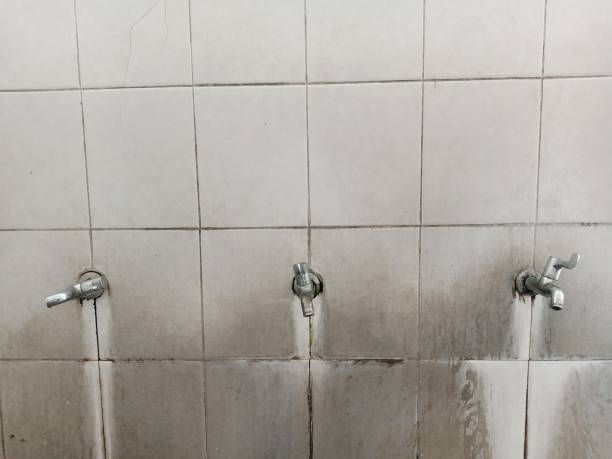 Best Mold removal after water damage  in Tarboro, NC